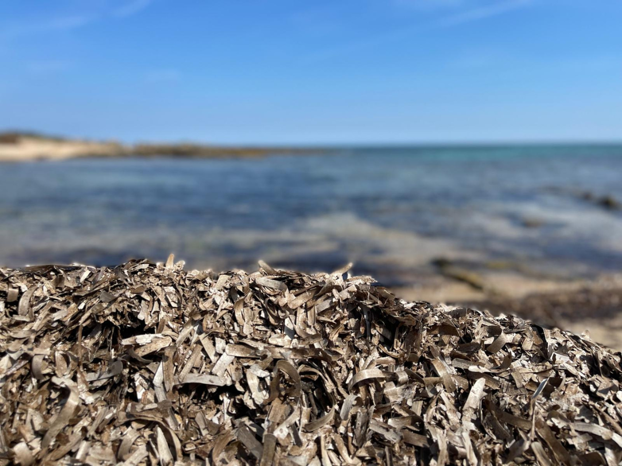 La Posidonia una grande risorsa